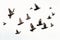 Isolated flock of pigeons in flight, with a white background and clipping path