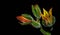 Isolated flower of succulent plant on black background.