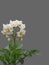 Isolated flowering potato Bush.