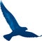 Isolated flying hawk drawed in blue tones.