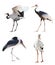 Isolated four cranes and storks