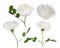 Isolated four white brier flowers collection