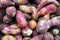 Isolated fresh sweet potatoes Ipomoea batatas Is a plant that utilizes the root