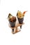 Isolated Fried Shirauo and Tempura California or Temaki Sushi Hand Roll on Wood Stand