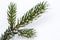 Isolated frosty spruce branch
