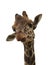 Isolated funny giraffe