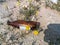 An isolated garbage glass bottle buried in desert