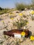 An isolated garbage glass bottle buried in desert