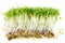 Isolated Garden Cress Sprouts