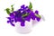 Isolated Garden design-bouquet of purple flowers in white wateri