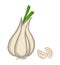 Isolated garlic drawing illustration in white background