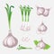 Isolated Garlic and green leaf