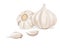 Isolated garlic whole object and some portion on white background