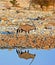 An Isolated Gemsbok Oryx next to a waterhole with good reflection