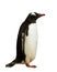 Isolated gentoo penguin