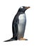 Isolated gentoo penguin with clipping path