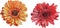 Isolated gerbera flowers made in watercolor