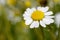 An isolated German chamomile flower in a field.