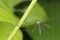 Isolated Giant mosquito fly on green leaf background