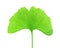 Isolated Ginkgo Biloba Leaf