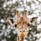 Isolated giraff close up portrait