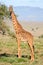 Isolated giraffe pulling tongue