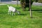 Isolated goat breeding fresh green grass near trees