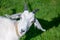 Isolated goat closes its eyes because of the sun