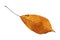 Isolated golden cherry leaf