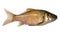 Isolated golden crucian carp