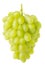 Isolated grapes. Claster of Thompson table white grapes hanging on a stem isolated