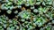 Isolated Graptopetalum pachypillum clump form on black background.