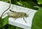 Isolated grasshopper on a porch ramp with leaves