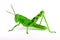 Isolated grasshopper, sideview