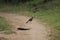 Isolated gray bird on a narrow footpath surrounded by grass