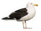 Isolated Great Black-backed Gull