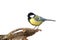 Isolated great tit with place for text