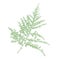 Isolated green Asparagus Fern or Plumosa Fern, plant vector illustration on white