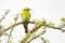 Isolated Green Bee Eater perched in the wild in close up view in an Indian forest