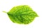 Isolated green hortensia leaf