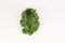 Isolated green kale leaf close up