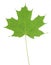 Isolated Green Maple Leaf