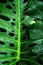 Isolated green natural monstera leaf in raindrops