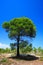 Isolated green pine tree