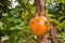 Isolated Green pomegranate Dalim or bedana or anar fruit on the tree in leaves