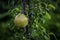 Isolated Green pomegranate Dalim fruit on the tree in leaves, Blur Background