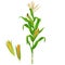 Isolated green realistic corn plant