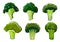 Isolated green ripe broccoli vegetables