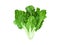 isolated green swiss chard or silverbeet whole plant the edible leaf lettuce vegetable for healthy food