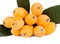 Isolated group loquat fruits